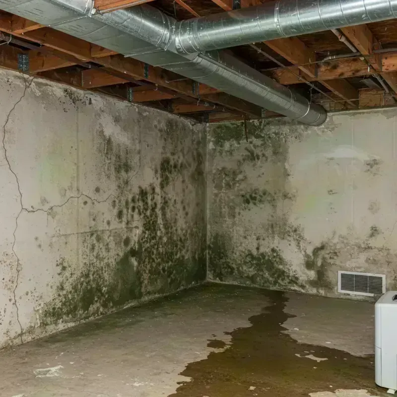 Professional Mold Removal in Arnold, MO